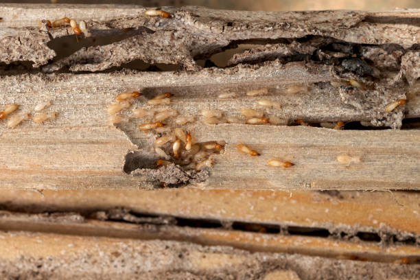 Best Residential Pest Control  in Hampton, MD